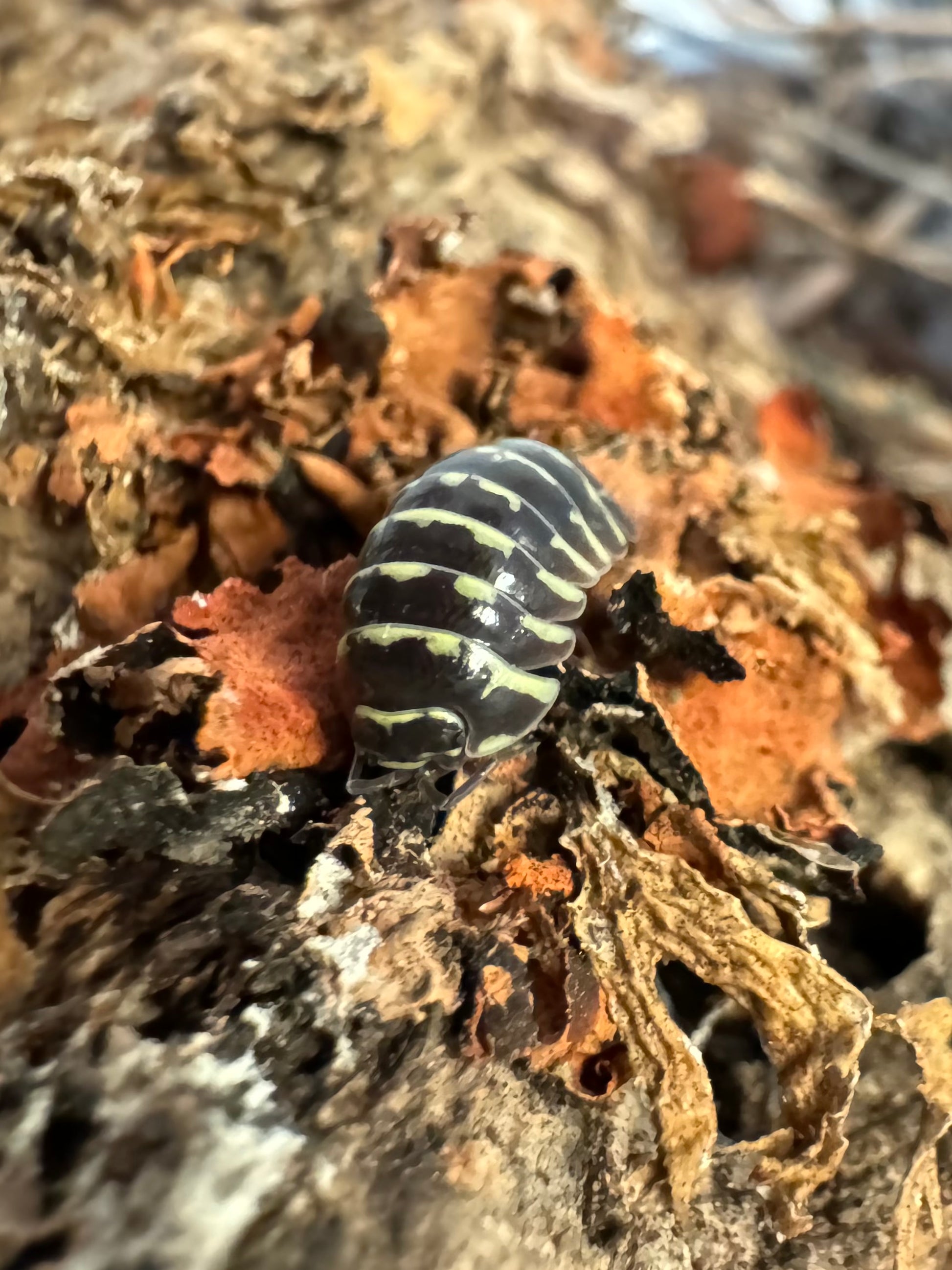 A Yellow zebra isopod on orange lichen, the isopod a shiny black with broken yellow stripes