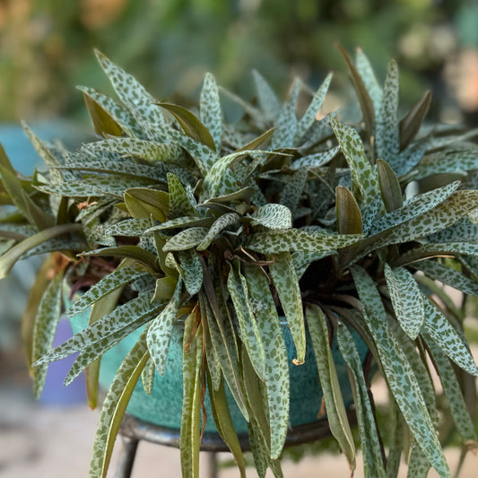 A mature Ledebouria socialis plant in a shallow bowl, with long leaves pointing in all directions