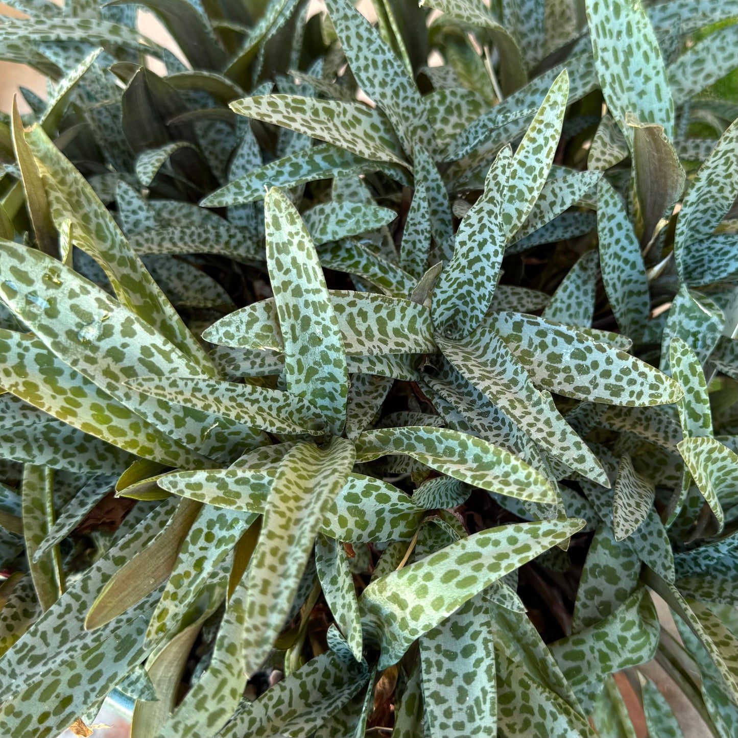 Birds-eye view of a mature silver squill plant with long light minty leaves spotted with green.