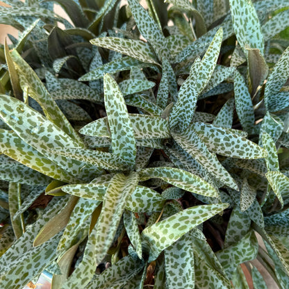 Birds-eye view of a mature silver squill plant with long light minty leaves spotted with green.