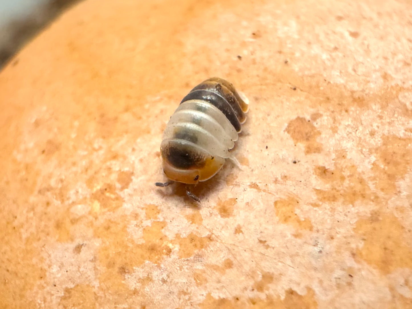 Detail of a white shark isopod with an orange and black head, white middle, and end striped black, orange, and white.