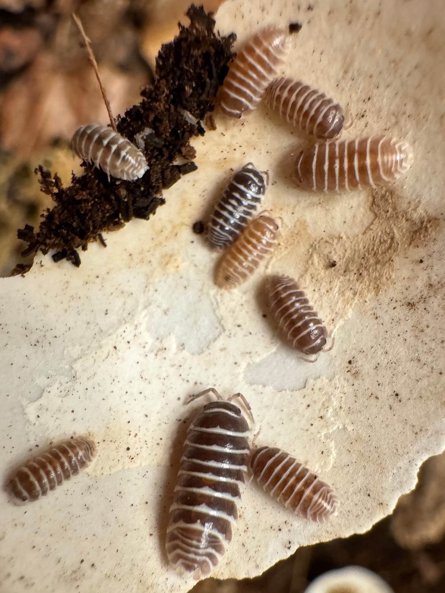 Several chocolate zebras isopods on a piece of eggshell. The brown colors range from near-black, with others a light caramel brown.