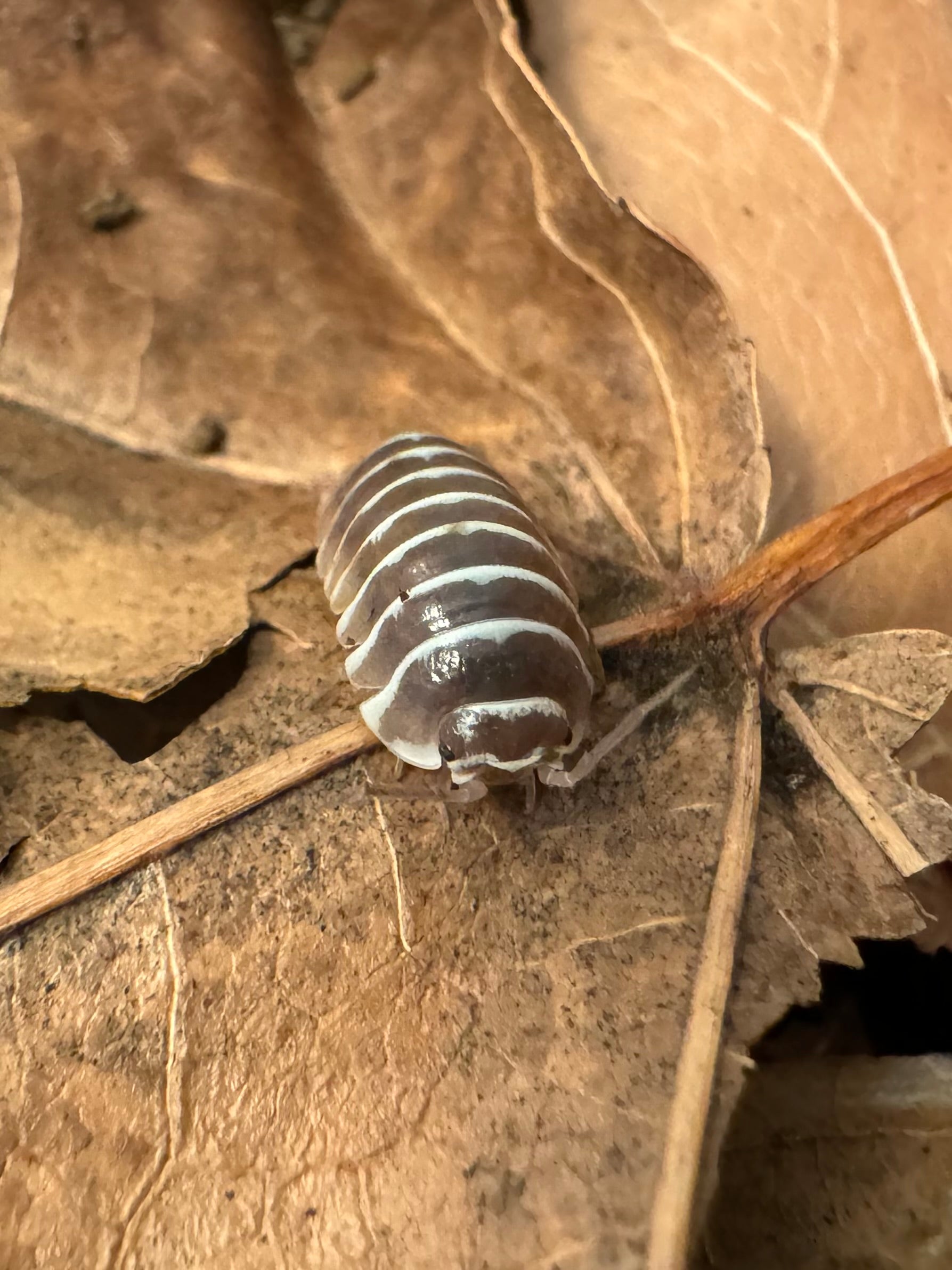 A close-up of a dark chocolate zebra isopod on a dried leaf