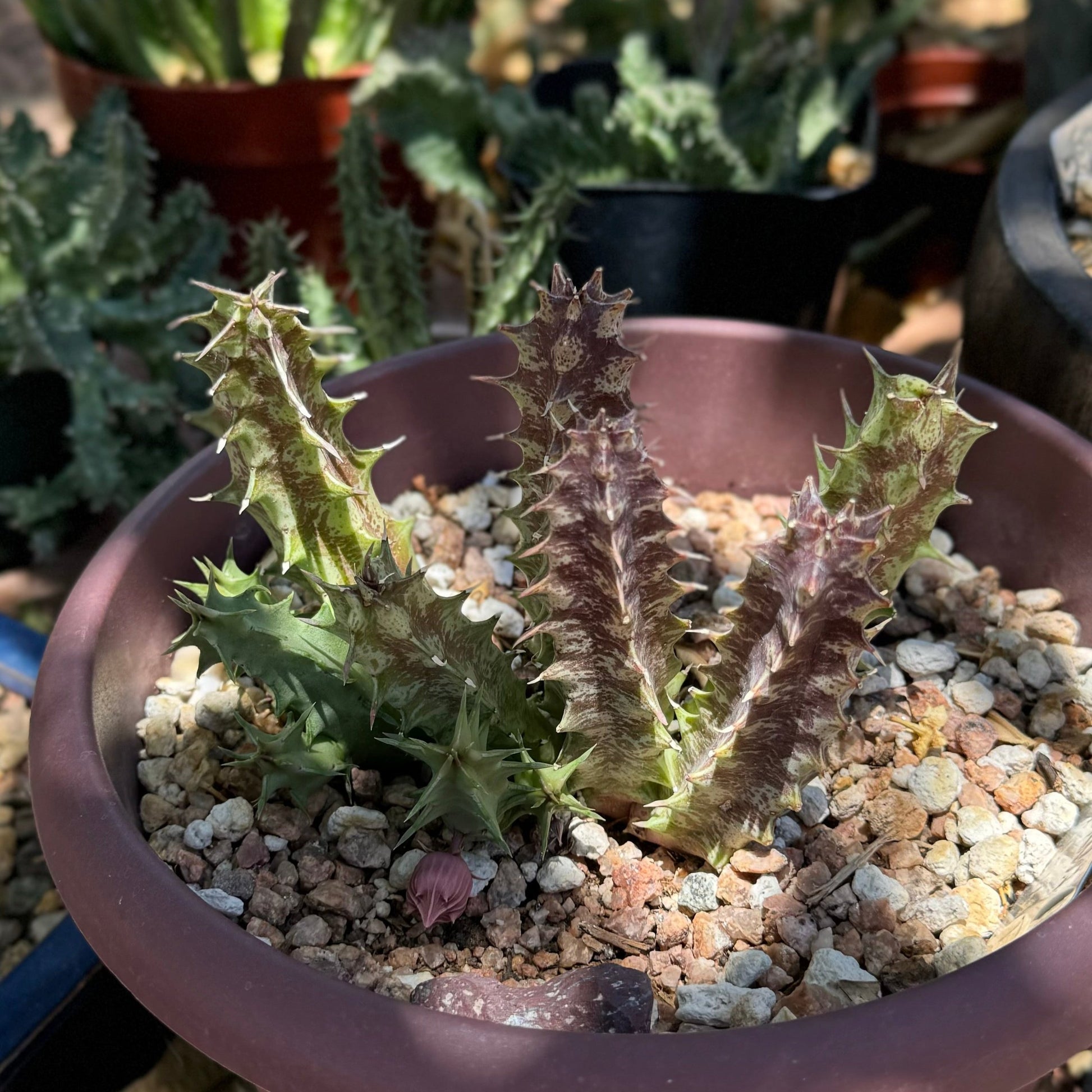 A young hell's bells plant with an unopened bloom.