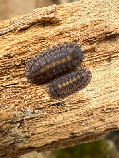 An adult and juvenile Platin Tung Song isopod side-by-side, each an earthy gray with dark markings and a light gold strip down their back.