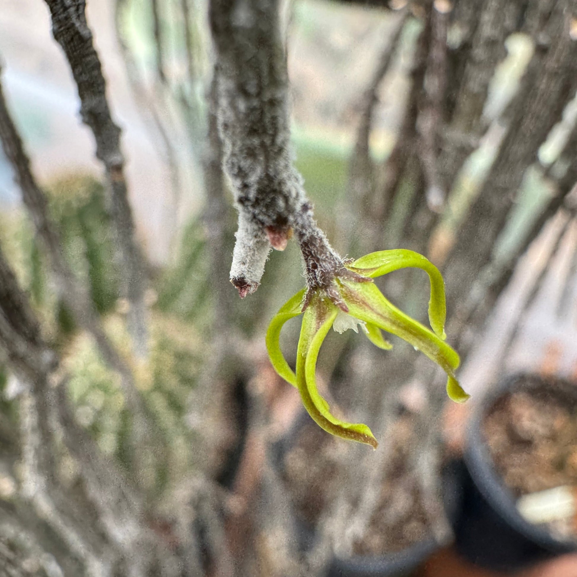 Detail of the back of a flower, with the stem slightly fuzzy