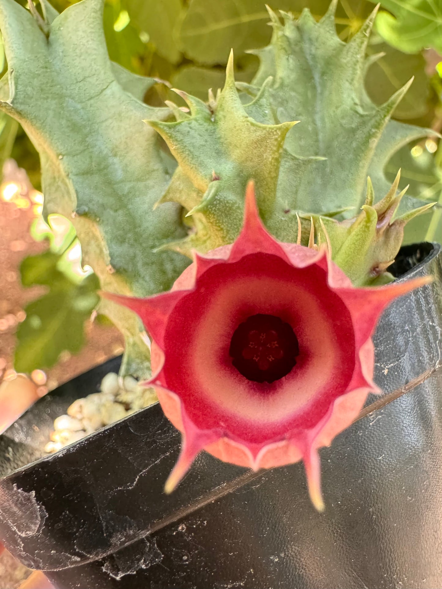 Detail of a young Hell's Bell's plant flowering, with creamy maroon-colored bloom.