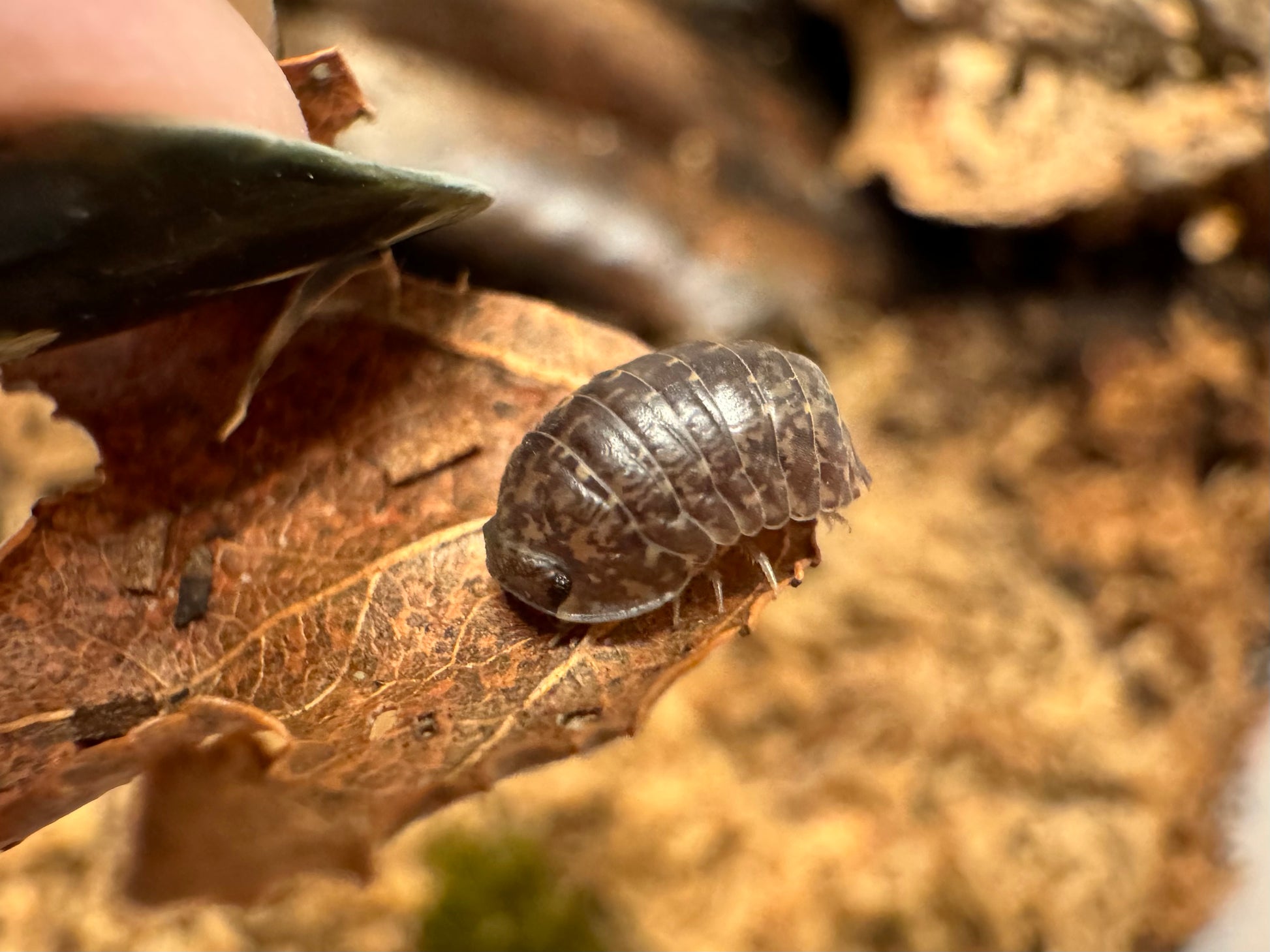 Detail of a Gold Flake Sabah isopod with more dark spots and almost squiggly line patterns down its sides a bit.