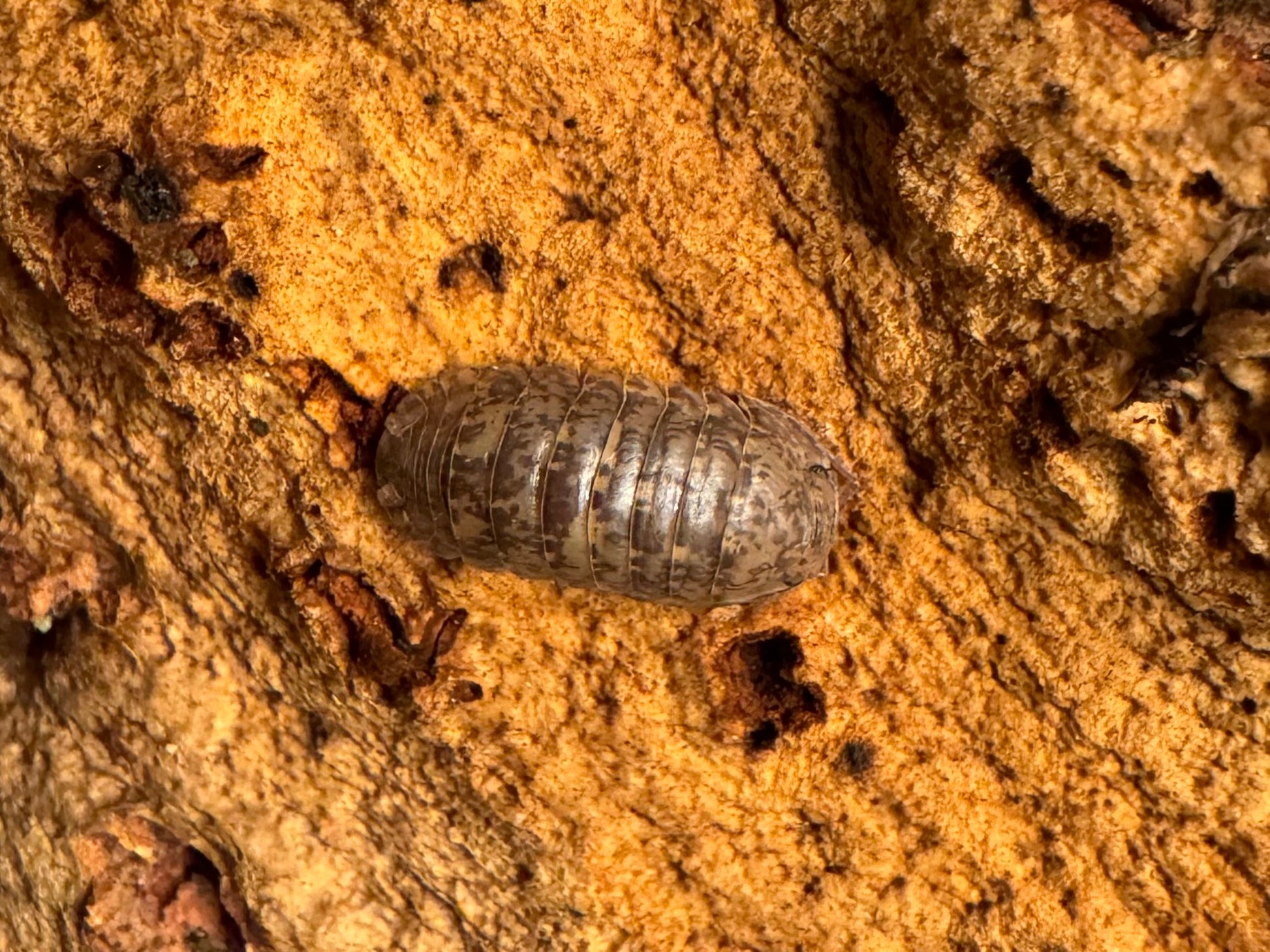 A Gold Flake Sabah isopod, a light tan-brown color with darker brown angular spots and some golden brown coloration along the pereon edges.