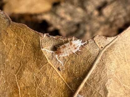 An Orange Cream isopod, white semi-translucent body color with brown-orange spots.