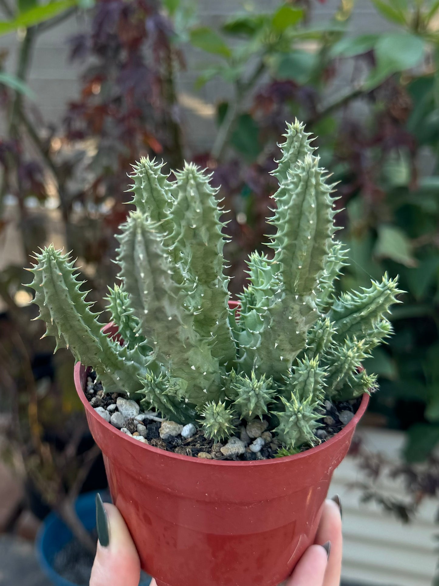 Full view of the plant not in bloom, with light almost mint-green color and lighter green tips on the end of some stems where there is fresh growth.