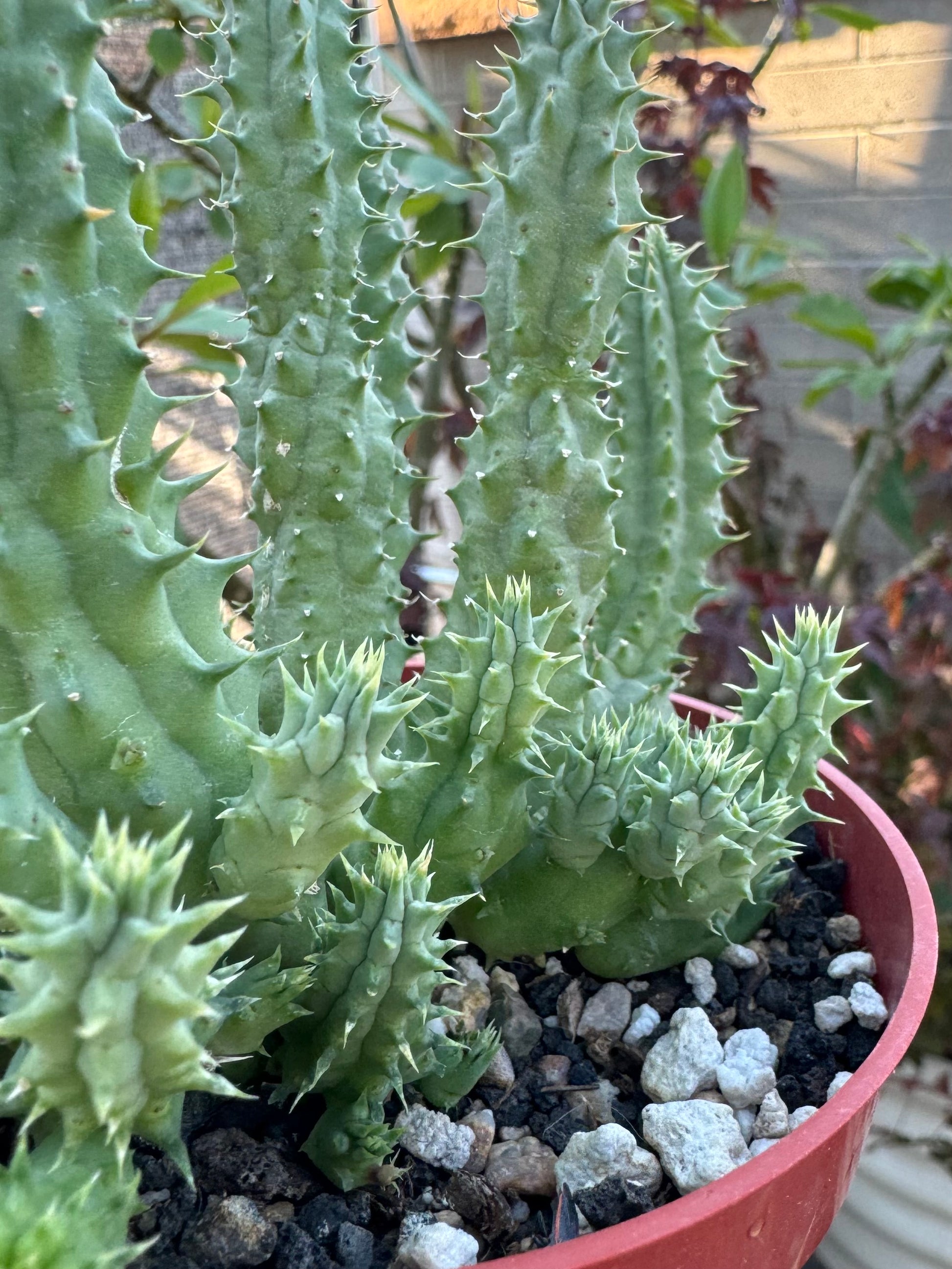 Detail of the stems on the huernia pilansii, tight bunchy growth of upright stems with some branching of new stems from the base