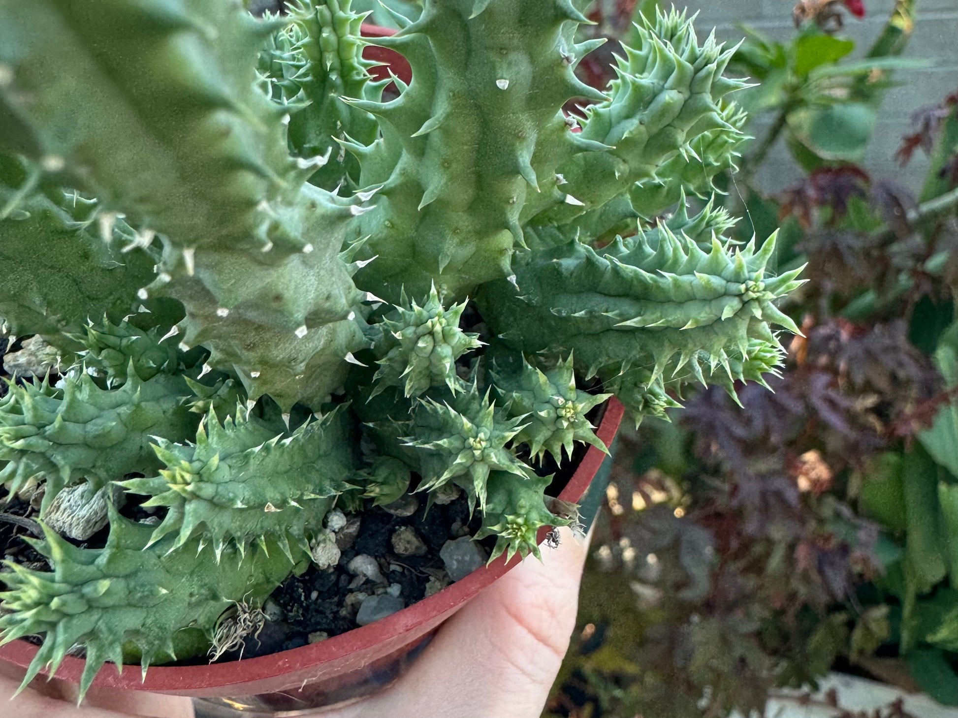 Looking down on the pilansii stems, showing seven spike-lined ridges down each stem. Many of the spikes are green but some tips are dried.