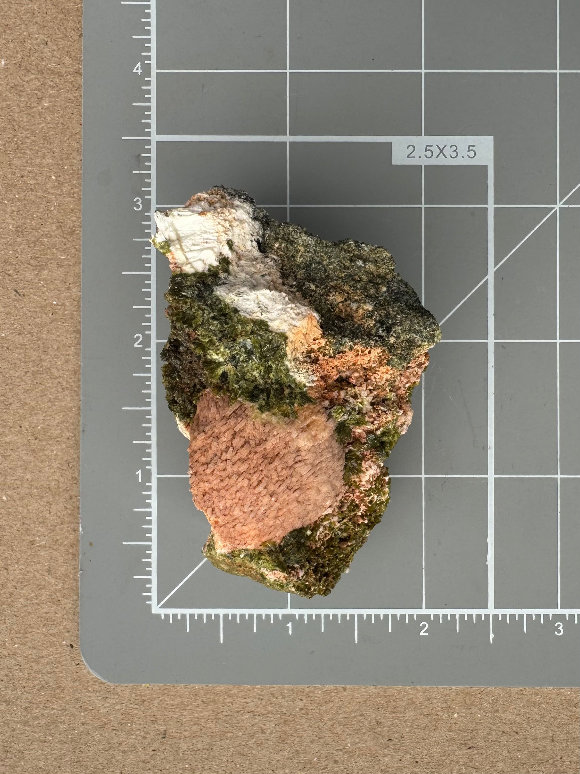 Scale image of the specimen on a measuring mat, measuring about two and a half inches long and an inch and a half wide.