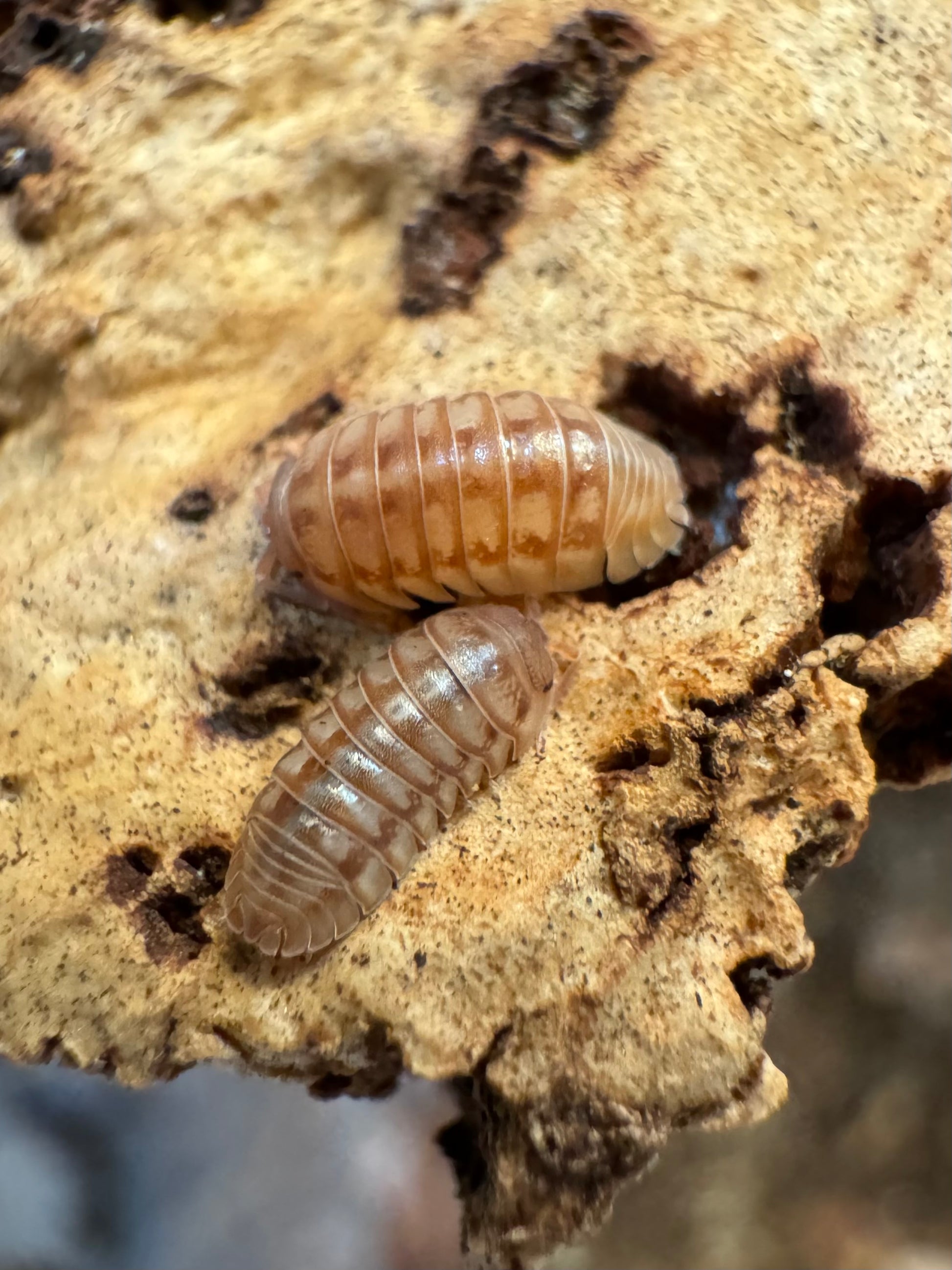 Two nasatum peach isopods on cork, a light orange-pink warm tan color with darker lines down the back and side.