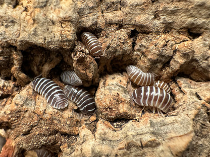 Several chocolate zebra isopods on a piece of cork