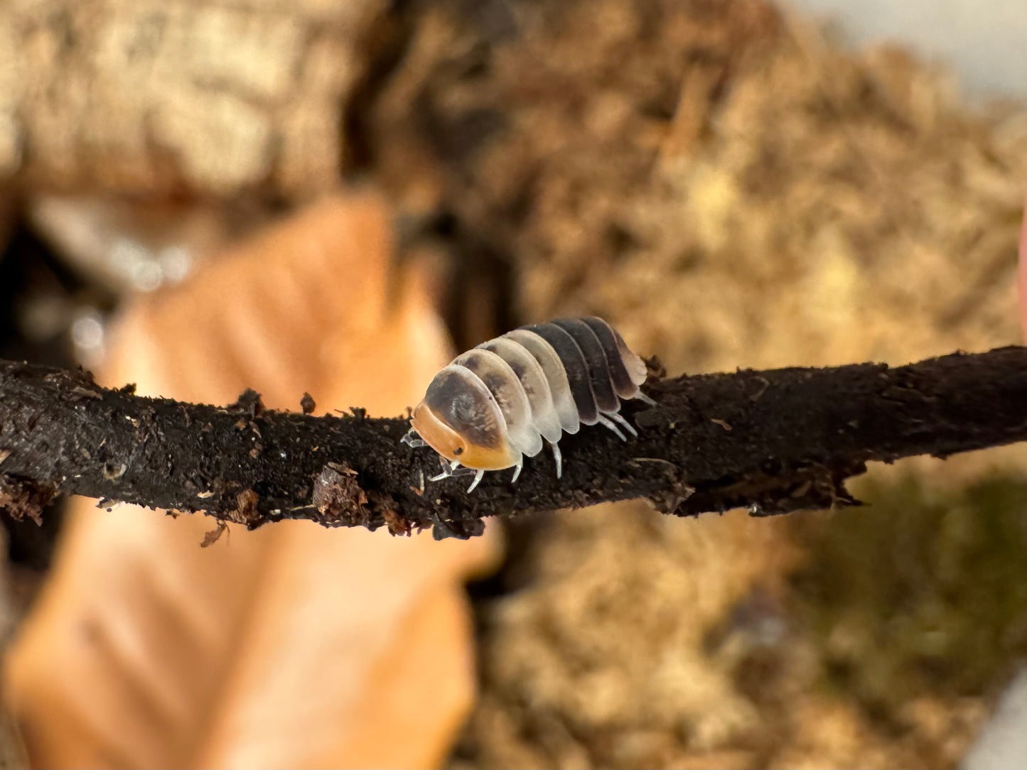 Detail of a white shark isopod in a stick. It alternates colored stripes of orange, black, white, black and white.