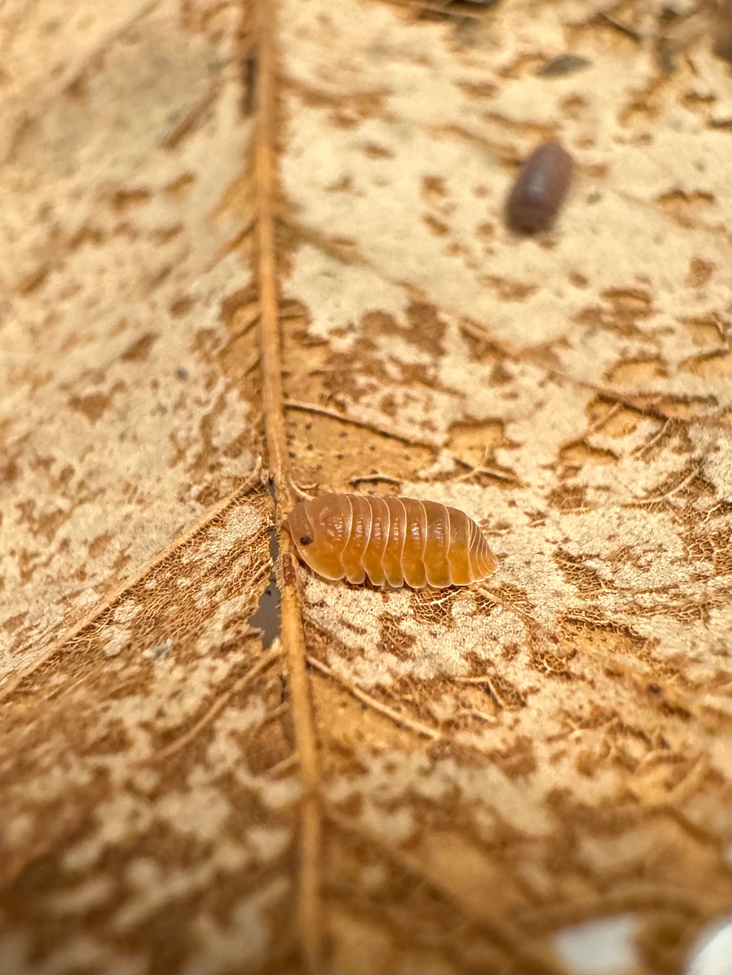 Detail of an anemone isopod with good orange color, and a more brown one in the background.