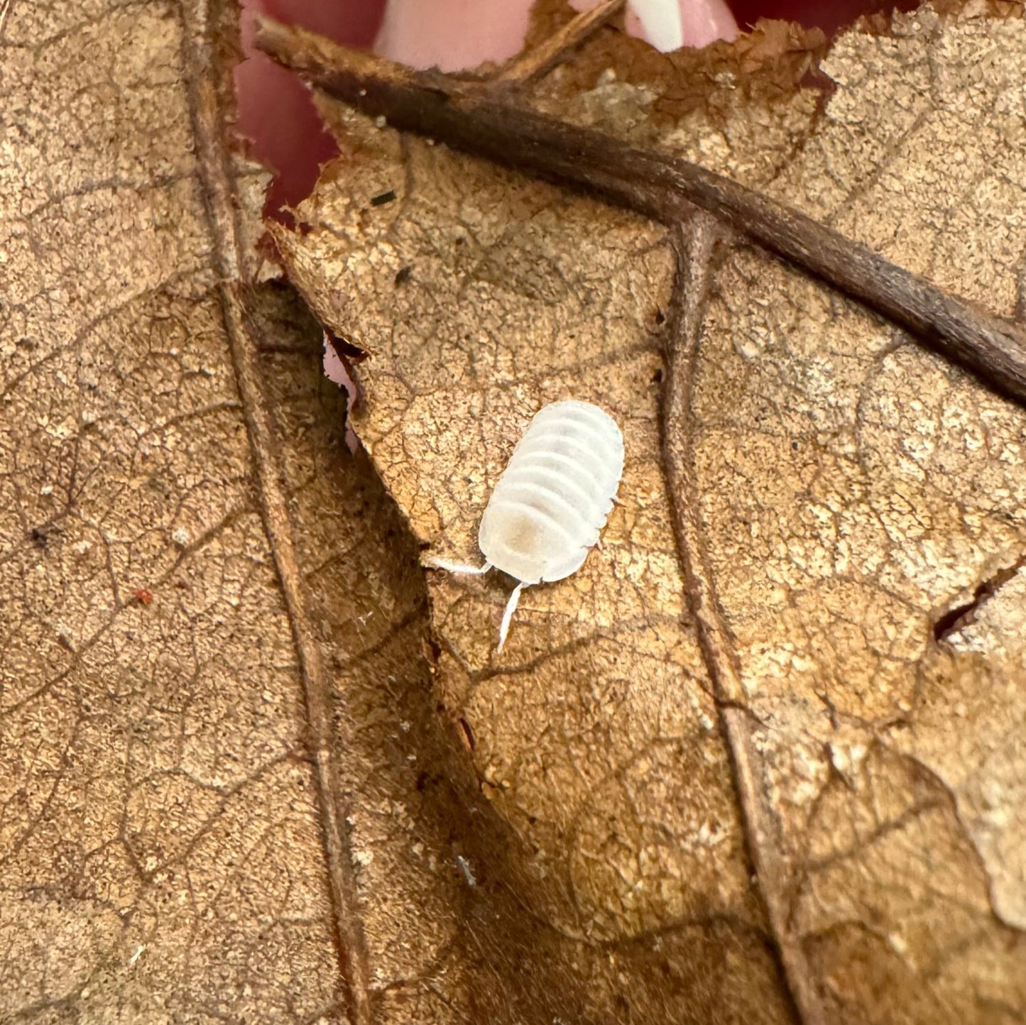 Detail of a single White Glacier isopod, an especially white one on a dried leaf.