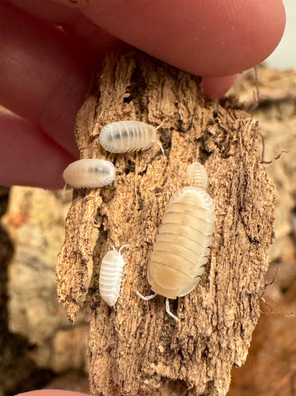 Several White Glacier isopods on a piece of rotted wood, one adult and four juveniles. They are near-white, with more cream colored heads and a darker translucent stripe down the back.