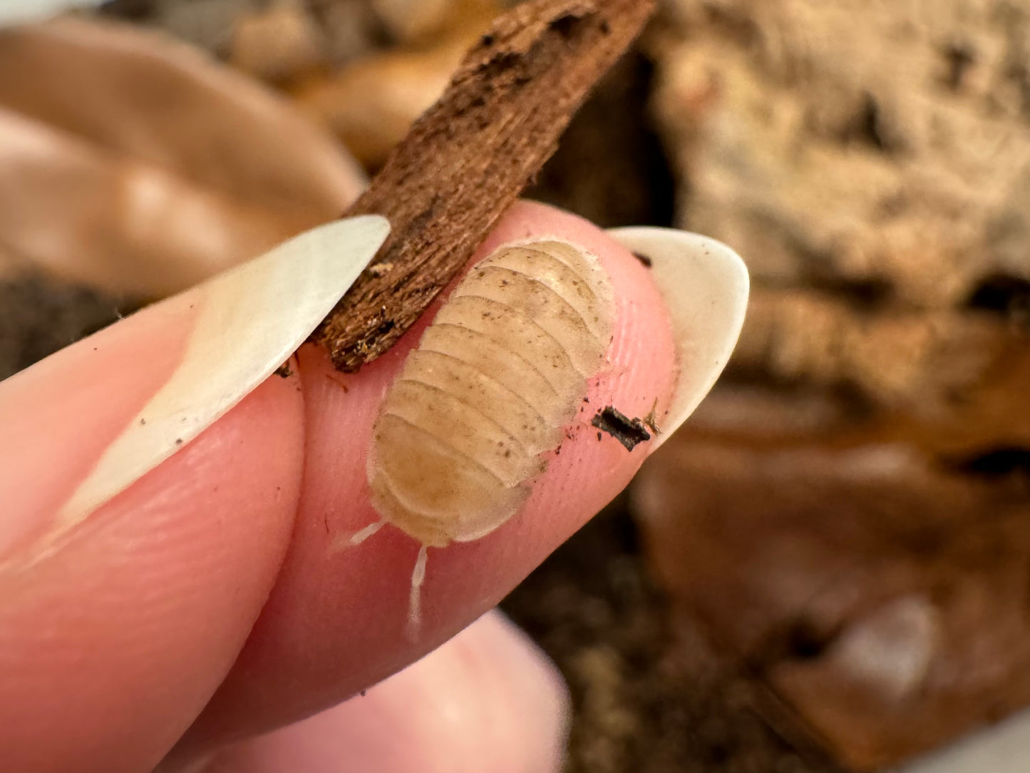 Detail of a dirty White Glacier isopod on a finger, a light brown color with specks of dirt on it.