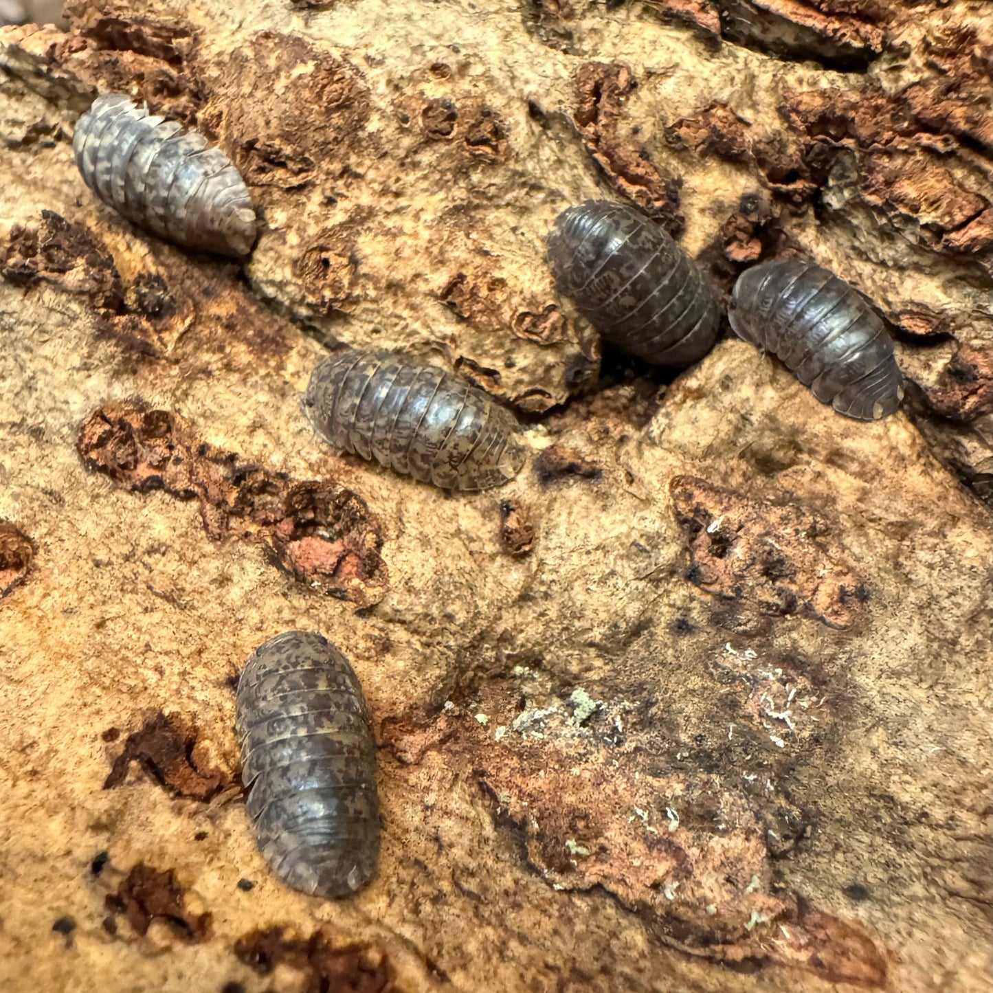 Several Gold Flake Sabah isopods on the underside of a cork piece. Some have darker or lighter coloration.