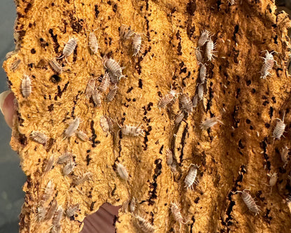 A few dozen orange cream isopods on the underside of a piece of cork, some blurry from motion.