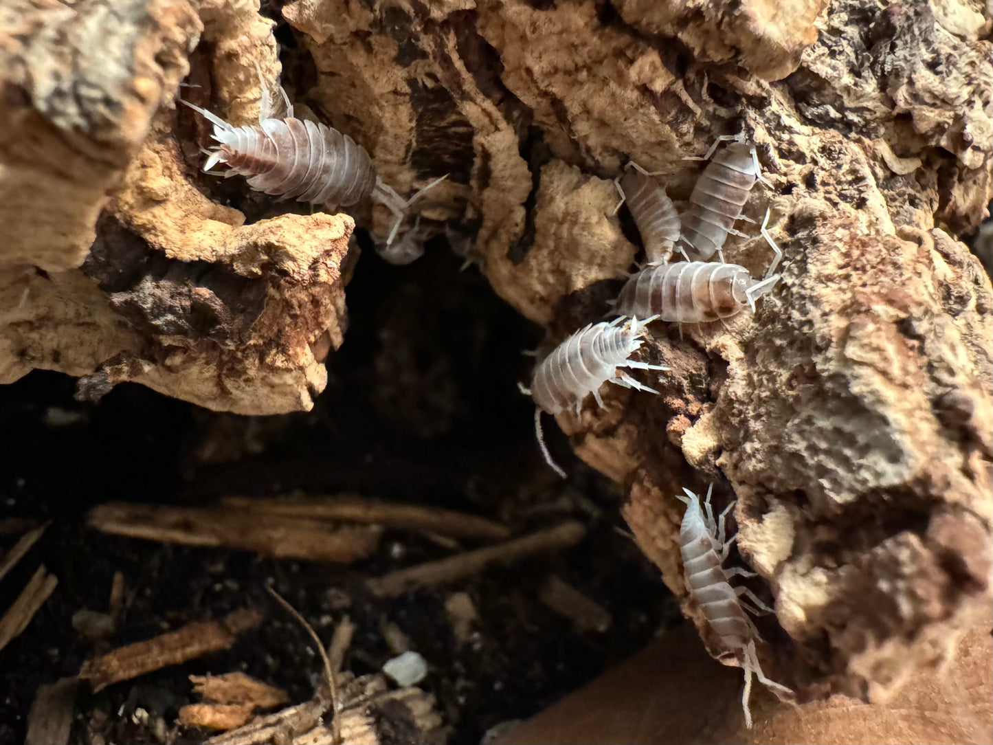 Several Orange Cream isopods on the end of a piece of cork