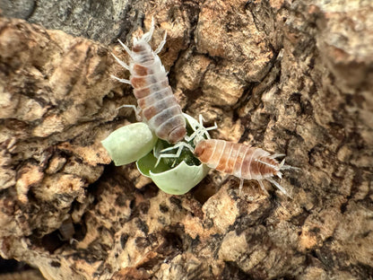 Two Orange Cream isopods sharing a freeze-dried pea