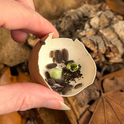 An eggshell filled with dozens of Platin Tung Song isopods eating peas