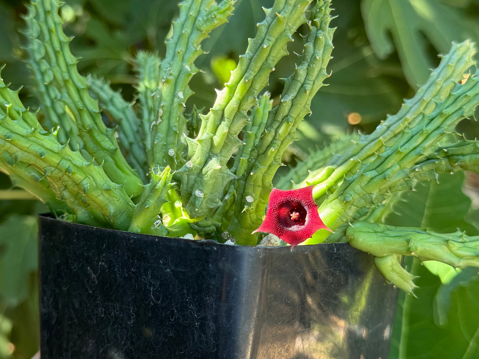 The plant with its flower illuminated in light, showing the surface has a bumpy texture. The stems are wrinkled as if thirsty.