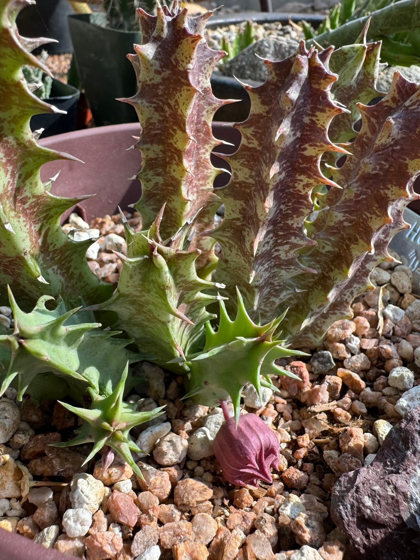 Detail of Hell's Bells stems and an unopened bud, a bell like flower with the center spiked out and five smaller spikes around the edge.