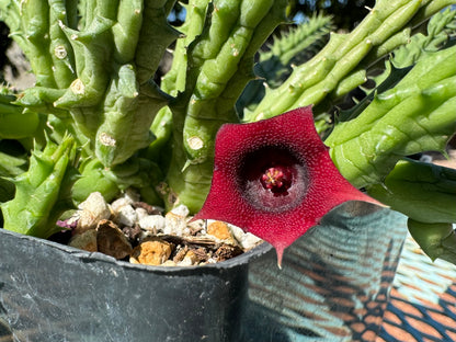 Detail of the flower, with a bumpy surface and a red-and-yellow stigma. There is a small point halfway between each point of the flower.