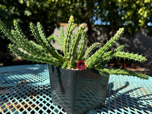 A Huernia schneideriana plant in a pot. It has long spiky stems that are upright to recumbent. It has a single five-pointed deep red flower with a dark red center.