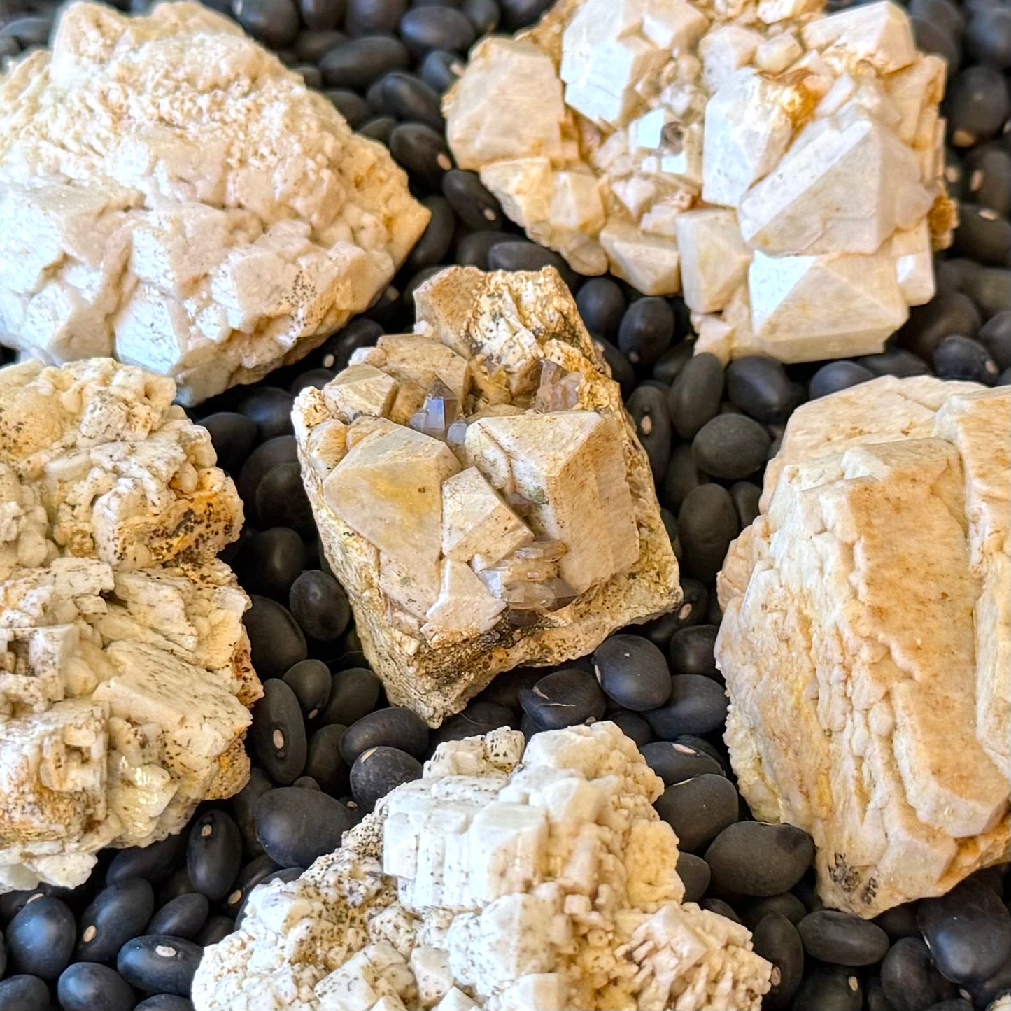 Several small specimens of microcline feldspar, opaque and near-white with blocky crystals, spread on a contrasting surface of black beans.