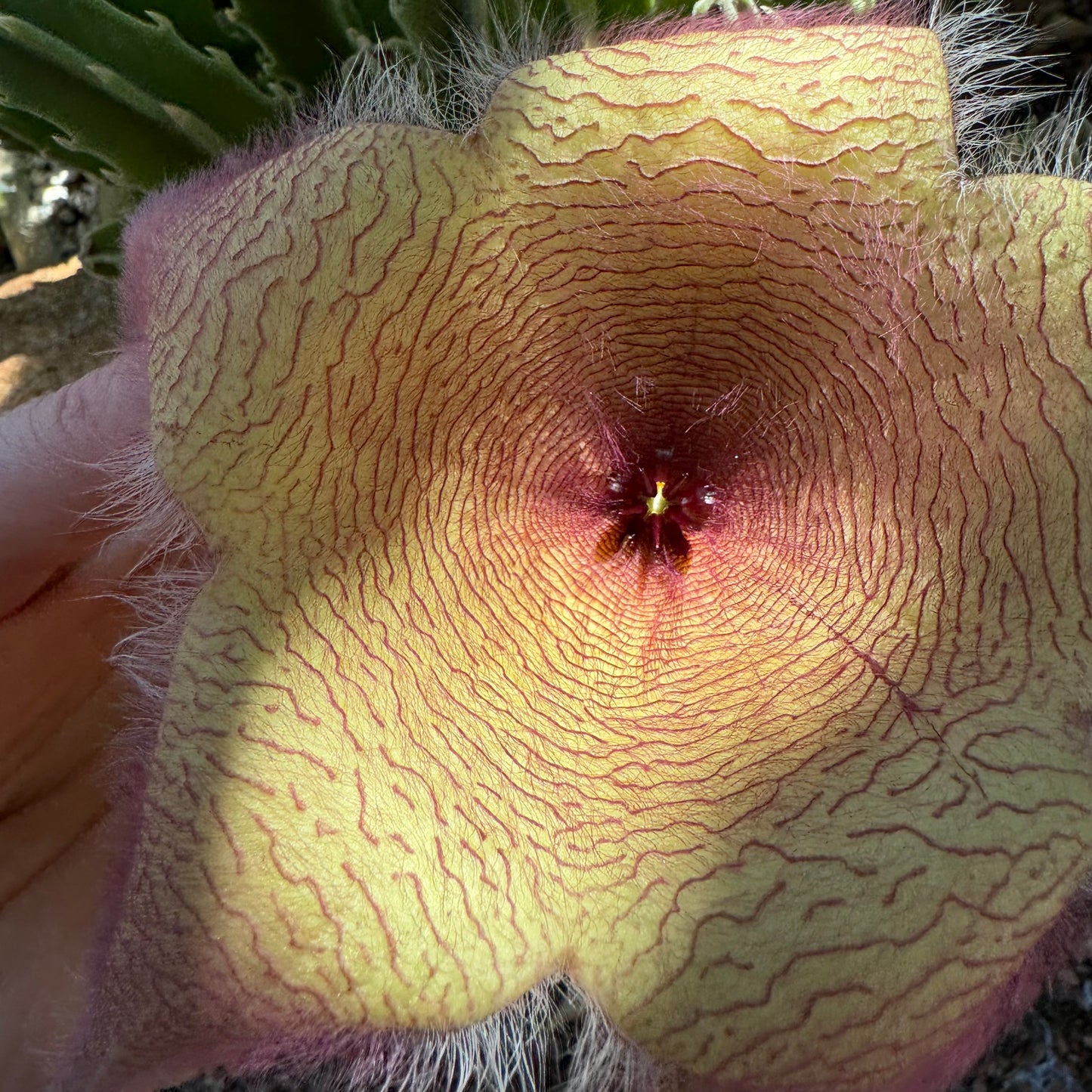 Detail of the center of a gigantea flower, with dark maroon-red raised star-like center