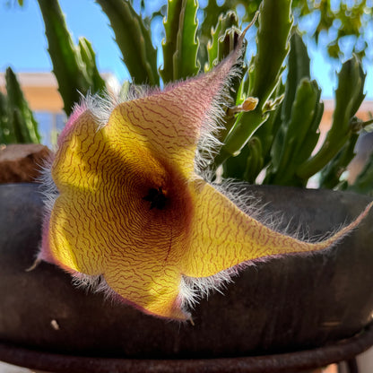 Close view of a Stapelia gigantea flower, a light yellow color star-shape with thin red lines wriggling across it, growing more dense like rings in the center. The flower is covered in fine hairs.