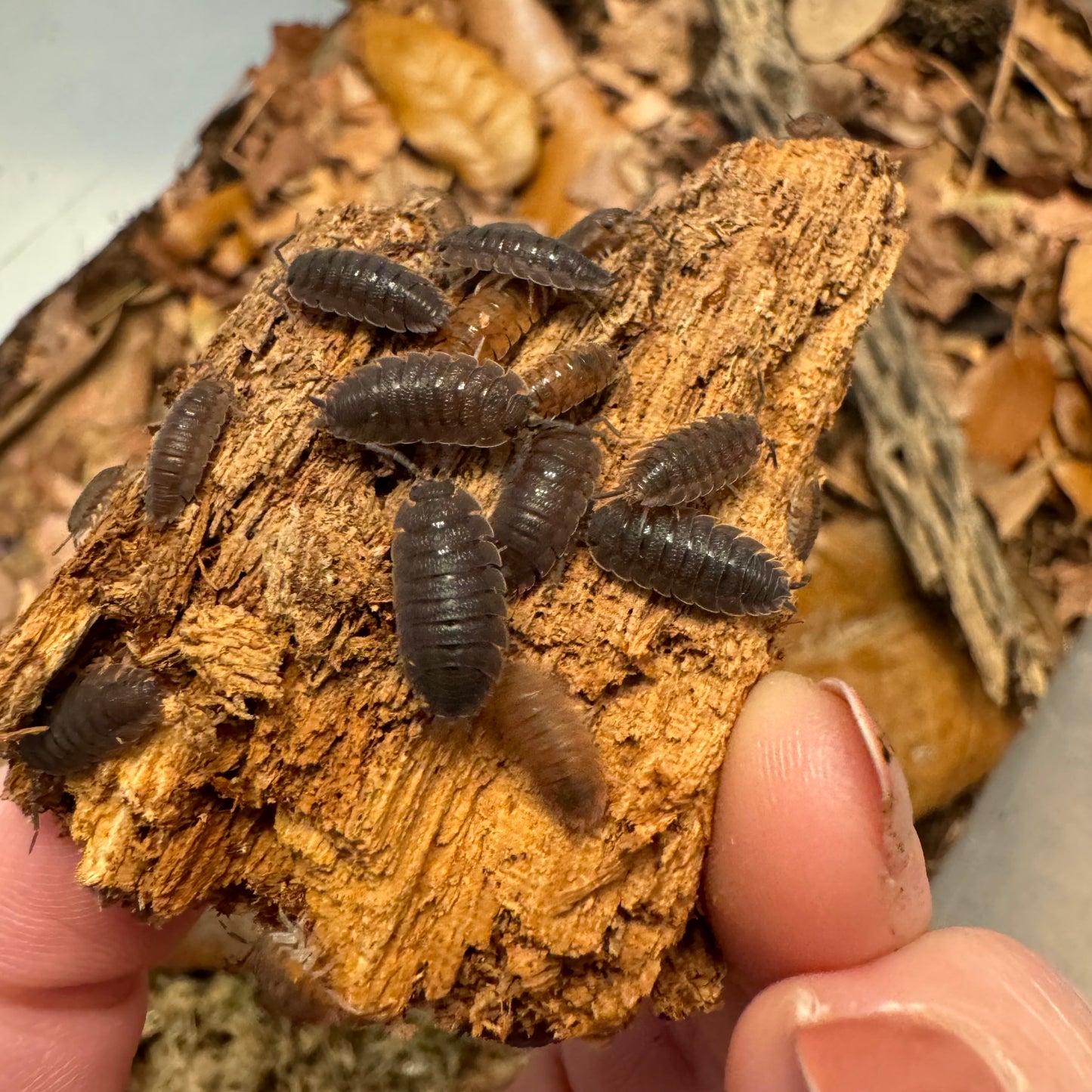 Several calico isopods on a piece of wood, showing the color variations of dark gray males and orange spotted females. Some females are dark and look like males due to heavy spots.