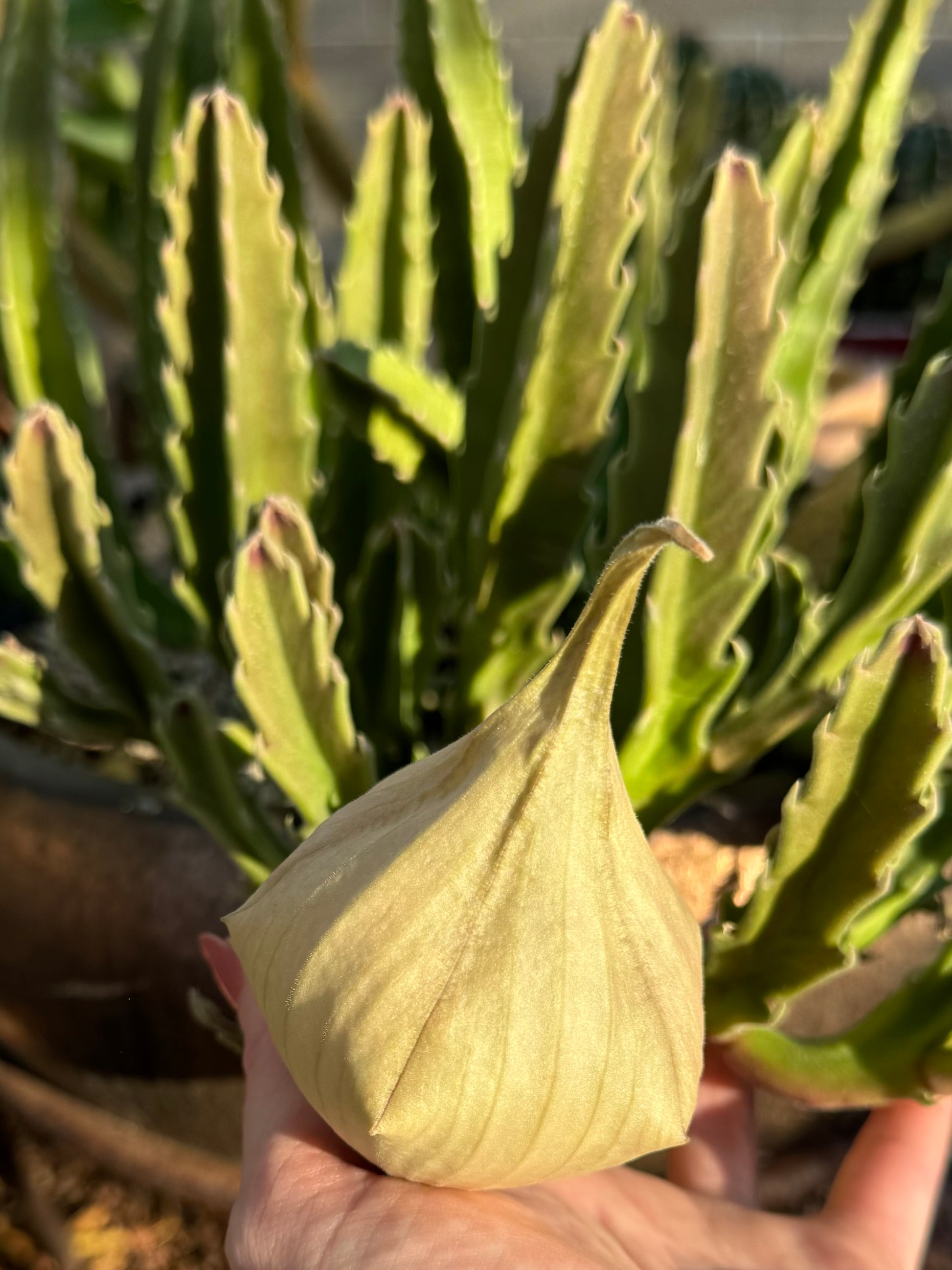 A hand holding up an unopened bud for scale, showing it is about as large across as the palm