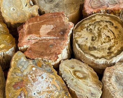 Several slices of polished petrified wood arranged closely together, showing different heights, shapes, and marbled patterns of yellow, red, gray, and brown.