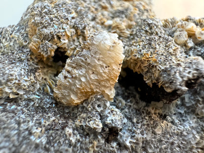 Detail of the white crystal composed of fine poker chip calcite growth, small off-white platelets stacked into a vertical point. The surface is entirely coated in the platelets, many of which are dark-colored in the center. Underneath, a black surface shows through.