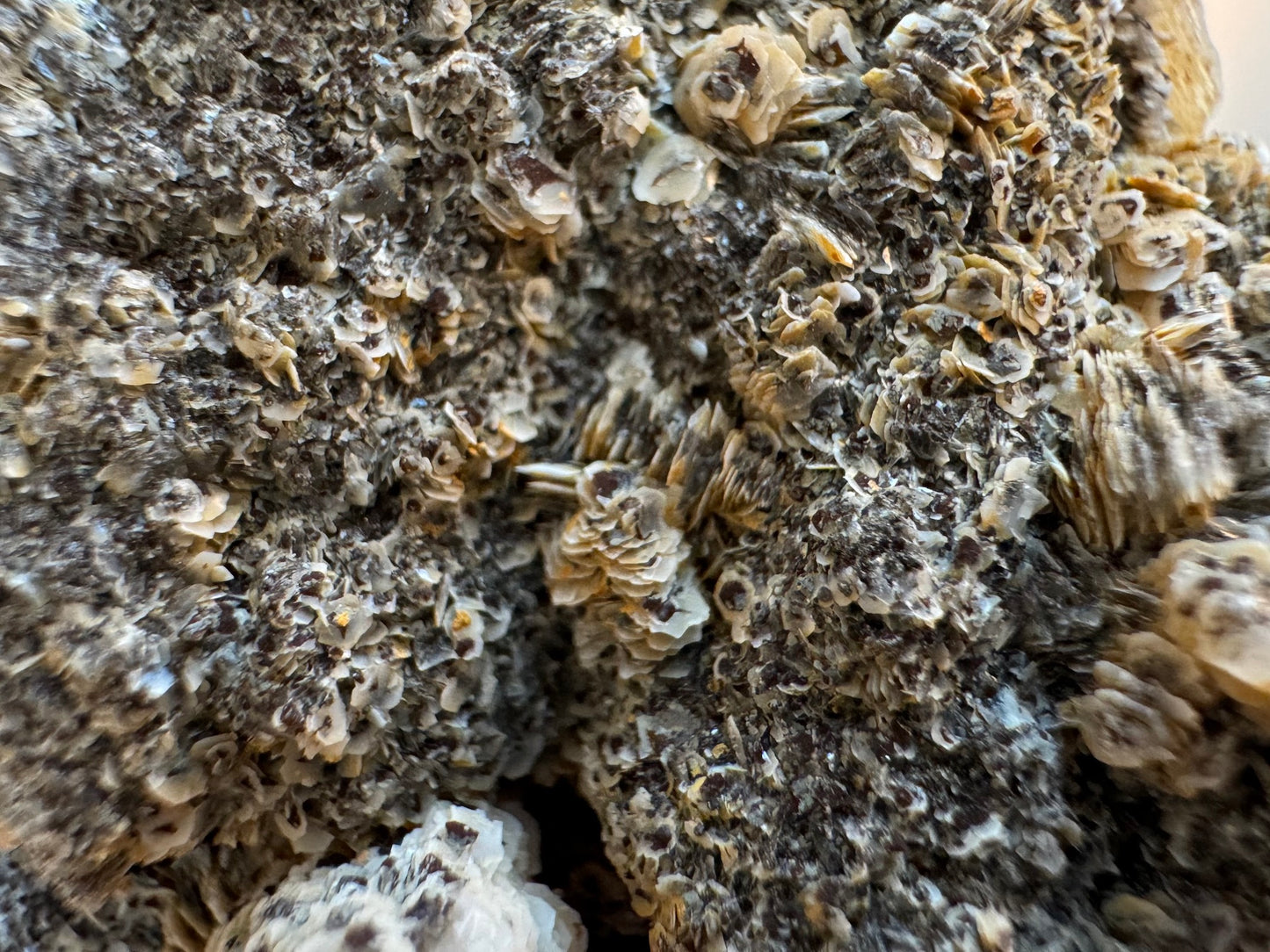 Detail of the surface of the black side of the mineral. Light yellow colored poker chip calcite platelets cover the surface, forming stacks and coating it like scales. Many of the platelets are hexagonal, and dark-colored at the center.