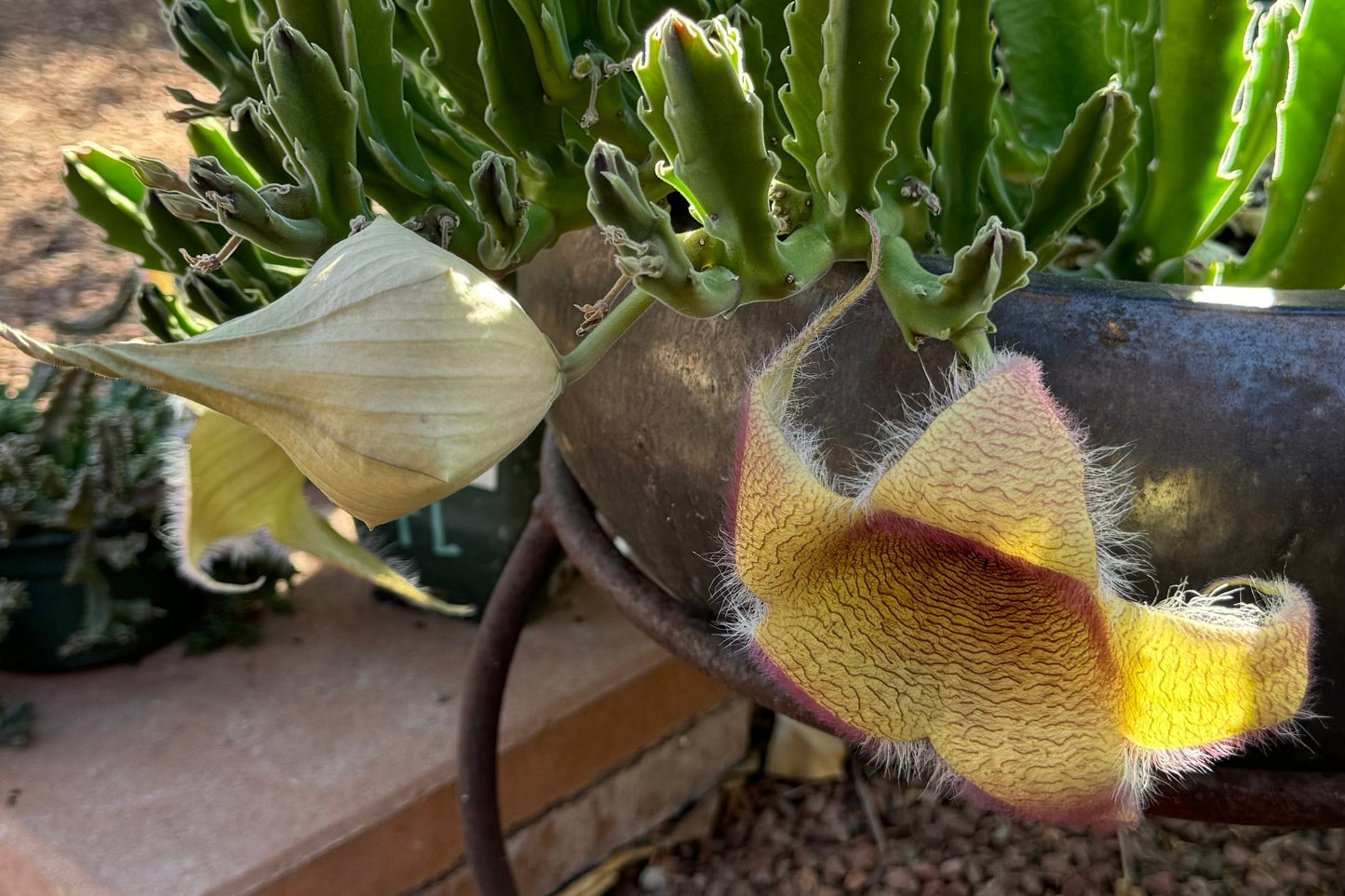 An unopened bud and an opened one, with the opened one hyperextending its petals behind it.