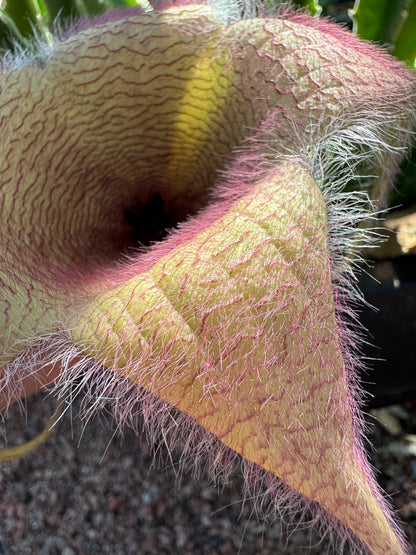 Detail of a gigantea flower with light on the surface highlighting the petal texture is fleshy and the red lines on the petals are raised. The hairs are quite dense and about a quarter of an inch long