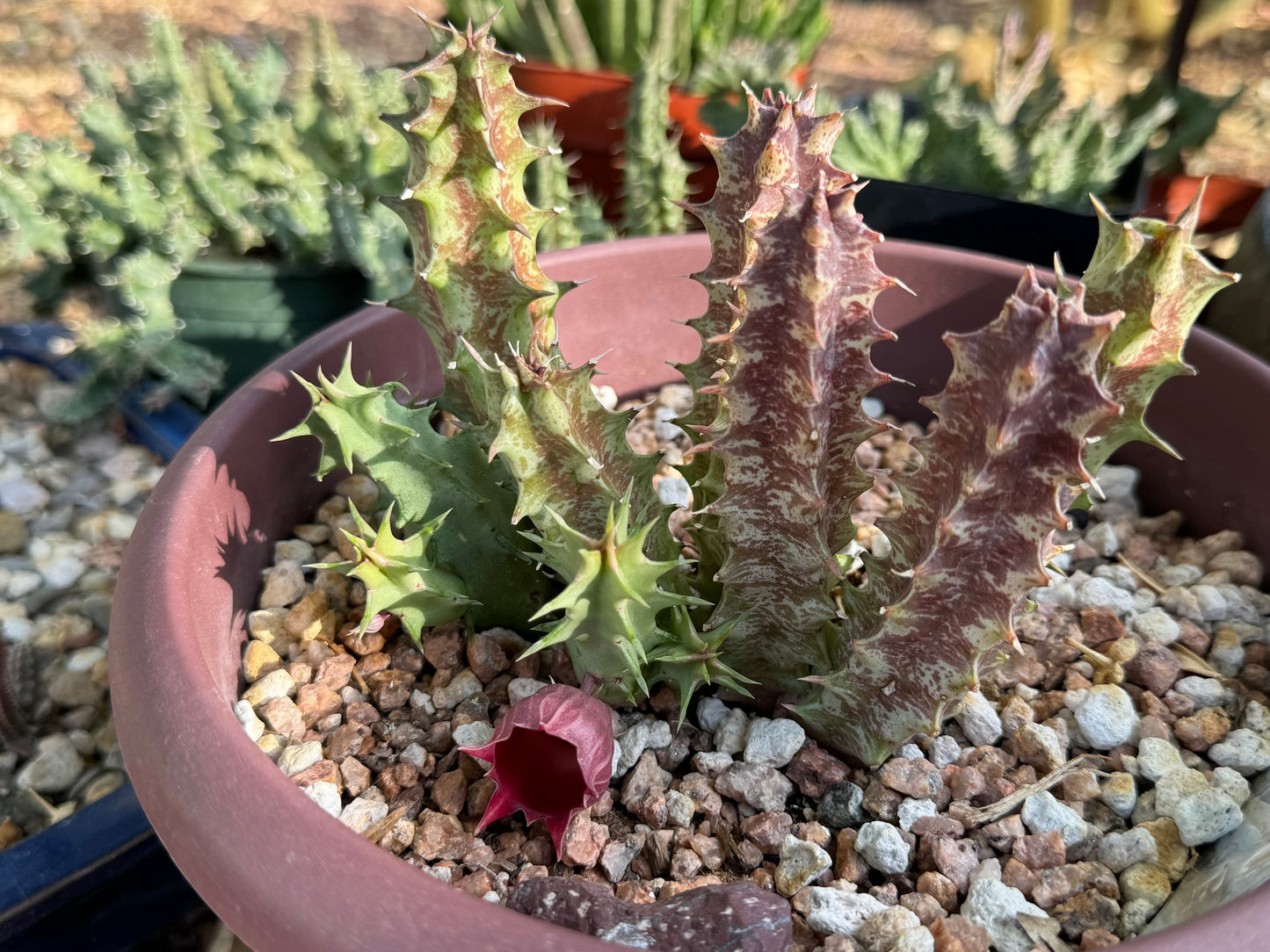 A huernia "hell's bells" hybrid with multi-colored spiky stems. Older stems are mottled with a deep brown-maroon color, and newer stems are a light minty green color.