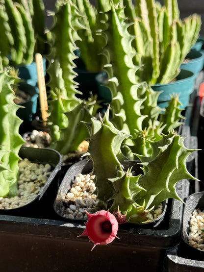 A young Hell's Bells plant with three stems and a flower