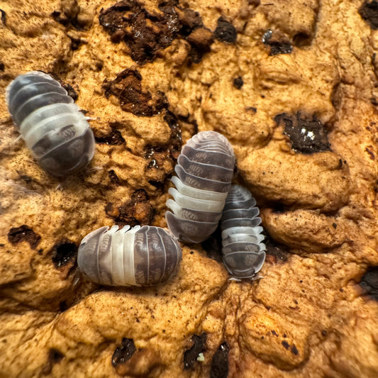 Several Panda King isopods on cork. They have dark gray heads and ends, with a white band across the middle like a panda.