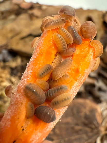 Several dozen anemone isopods on a baby carrot, more of an orange-brown color compared to the orange of the carrot with lighter and darker shades.