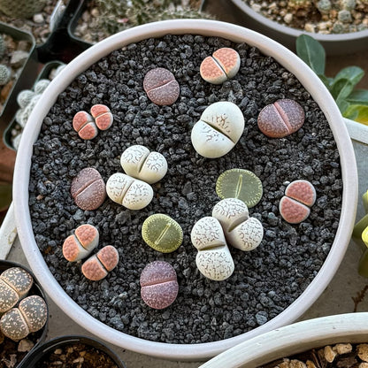 A birds-eye view of a bowl of multi-colored lithops, with black lava gravel as top dressing. The dark rock makes the plant colors of purple, orange, white, and green pop.