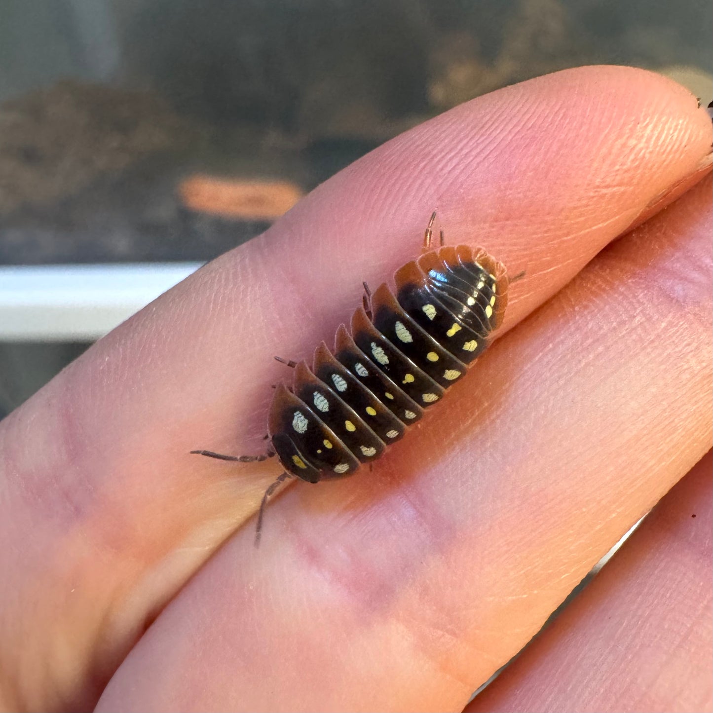 Detail of a Montenegro Clown isopod with yellow spots down the center, climbing on a finger.